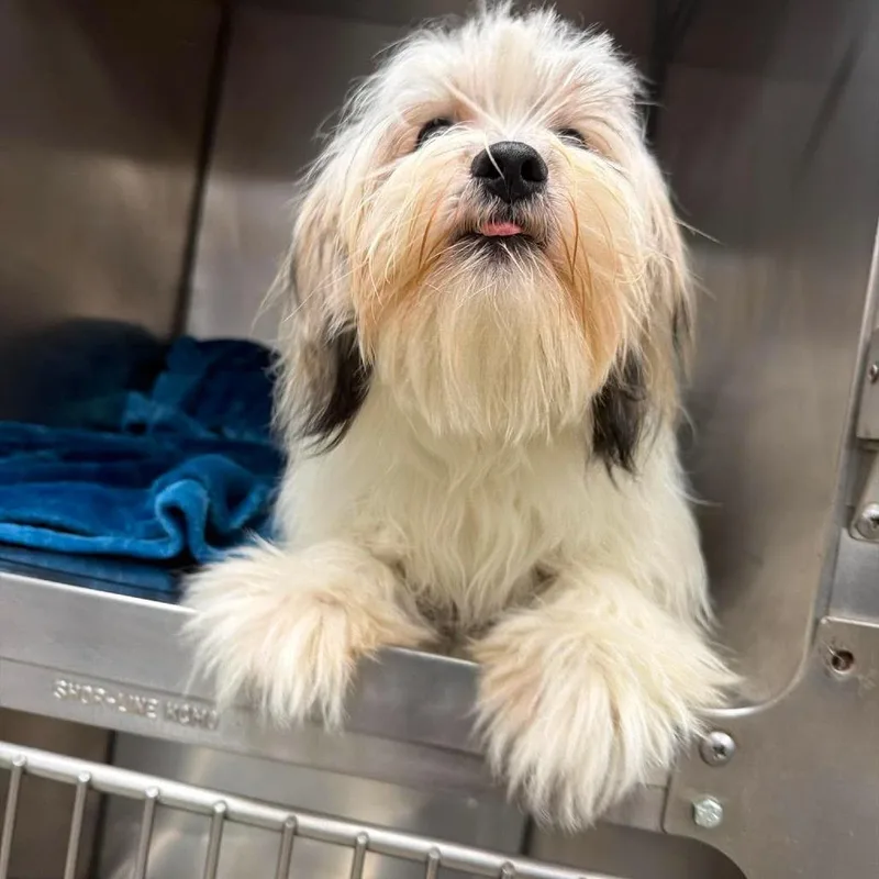 A young small-sized male White / Cream Mixed Breed dog named Lorenzo for adoption in Fredericksburg, VA
