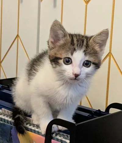 A baby medium-sized female Tabby (Brown / Chocolate) Domestic Short Hair cat named Shelli Sunshine for adoption in oceanside, CA