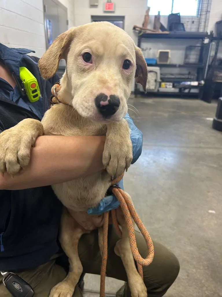 A baby small-sized female Mixed Breed dog named Diamond for adoption in Oxford, NC