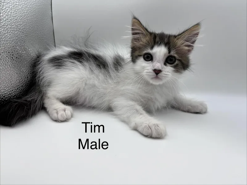 Tim