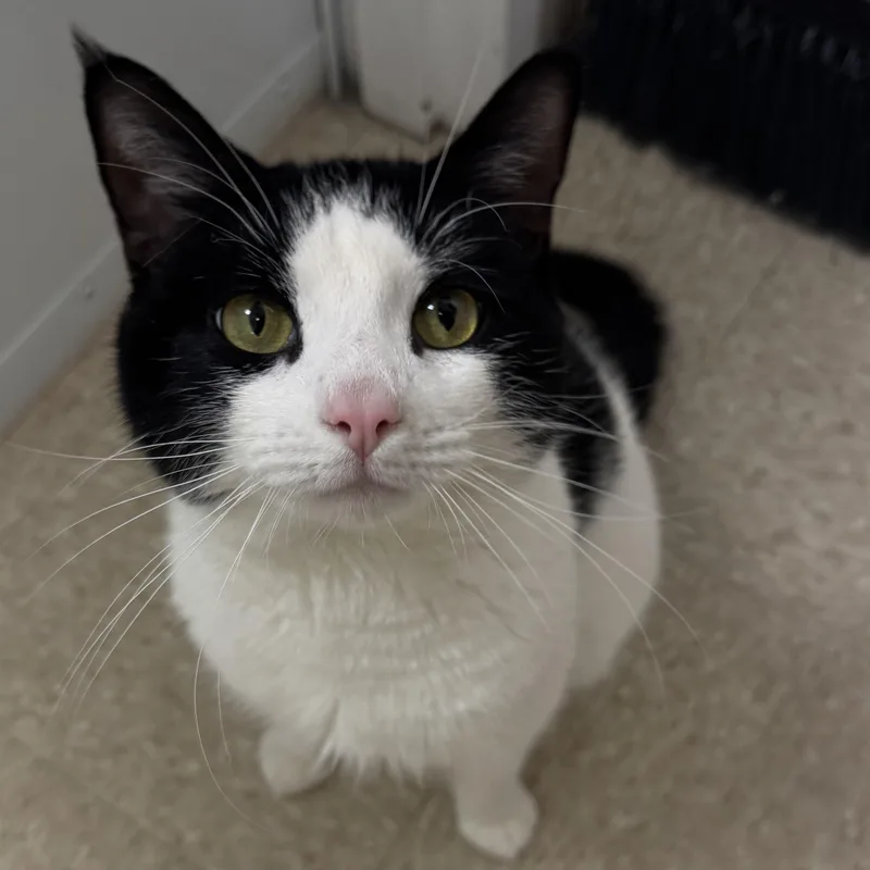 Big Tony thumbnail 2