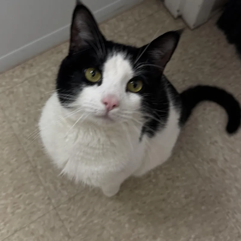 Big Tony thumbnail 3