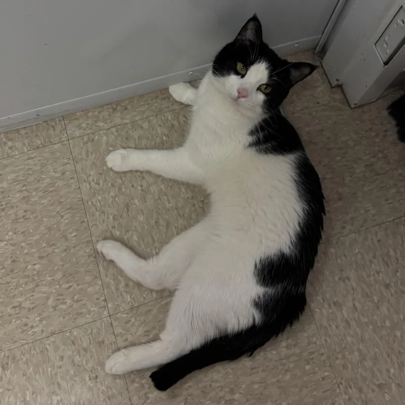 Big Tony thumbnail 4