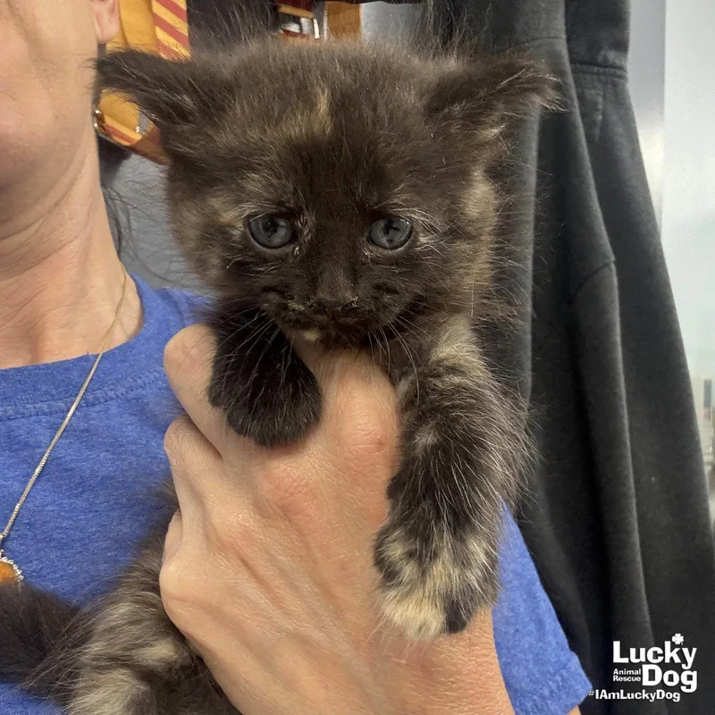 A baby medium-sized female Domestic Medium Hair cat named Custard for adoption in Washington, DC