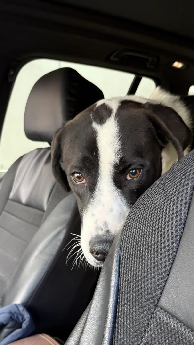 A young large-sized female Black Greater Swiss Mountain Dog dog named Rosie for adoption in Joshua Tree, CA