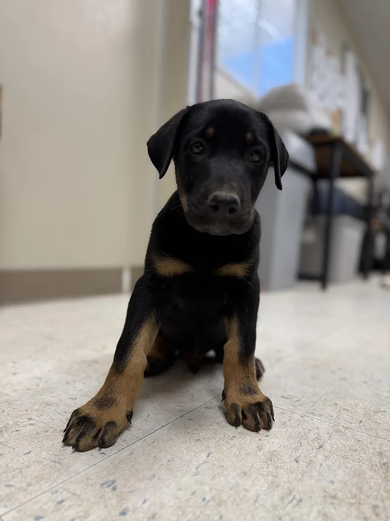 A baby small-sized male Bicolor Rottweiler dog named Dustin for adoption in Oakdale, CA