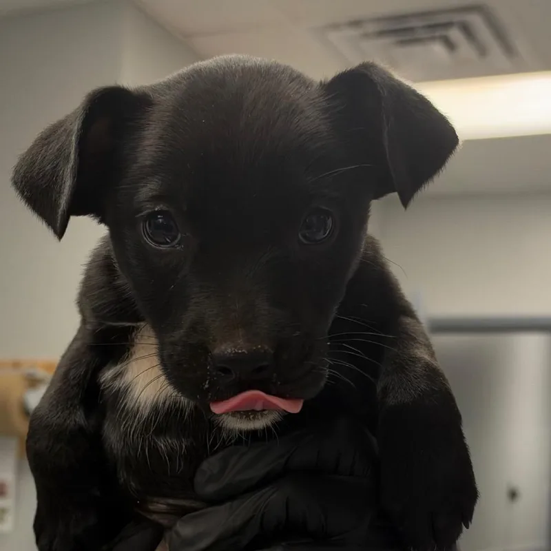 A baby small-sized female Mixed Breed dog named Natasha for adoption in Greenville, SC