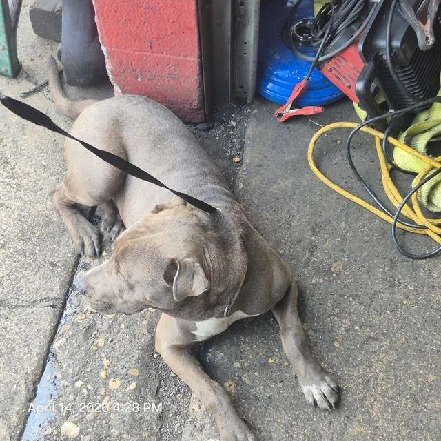 A young medium-sized male American Staffordshire Terrier dog named Vincent for adoption in San Antonio, TX