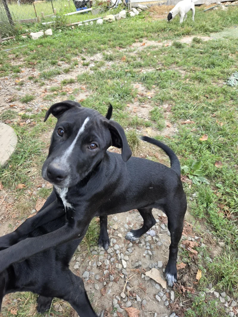 A baby large-sized female Staffordshire Bull Terrier dog named Skunky for adoption in Tracy City , TN