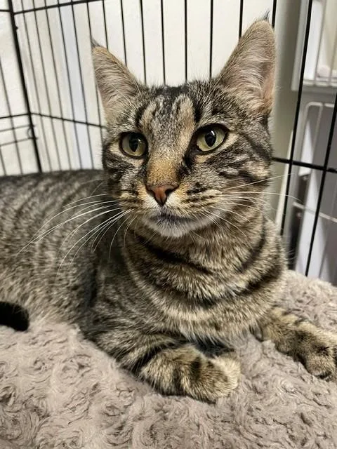 An adult medium-sized female Tabby (Brown / Chocolate) Domestic Short Hair cat named Tember for adoption in Hayward, WI