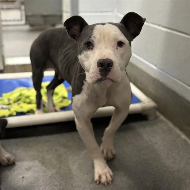A young large-sized female Pit Bull Terrier dog named Pebble for adoption in Huntsville, AL