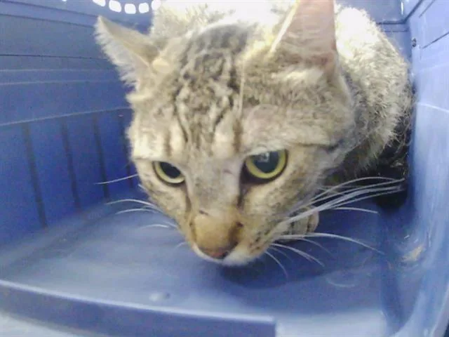 A young medium-sized male Domestic Short Hair cat named Miata for adoption in Charlotte, NC
