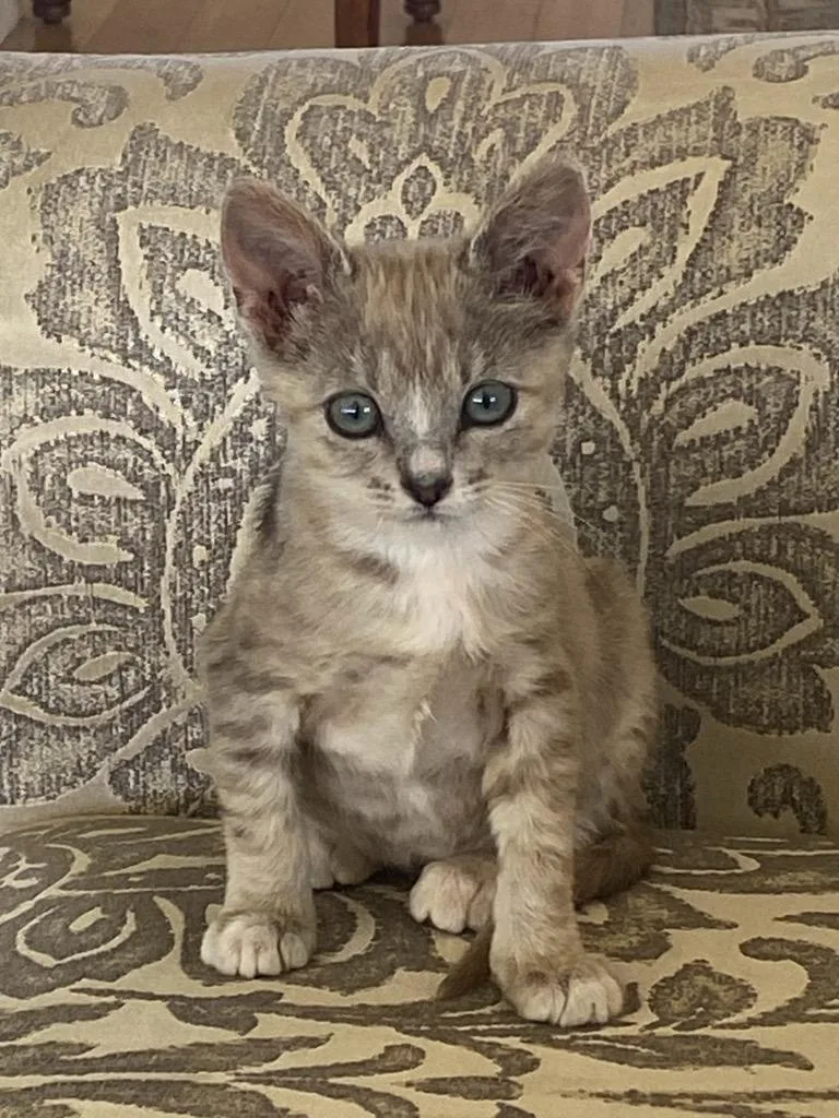 An adult medium-sized female Domestic Medium Hair cat named Jill for adoption in Cambria, CA