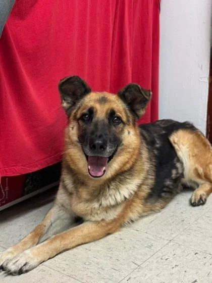 Georgine thumbnail 2