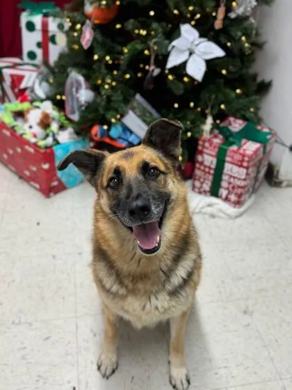 Georgine thumbnail 3