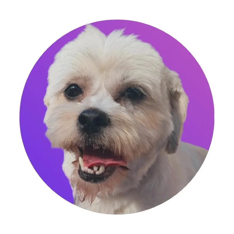 An adult small-sized female Shih Tzu dog named Buttercup for adoption in Pacific Grove, CA