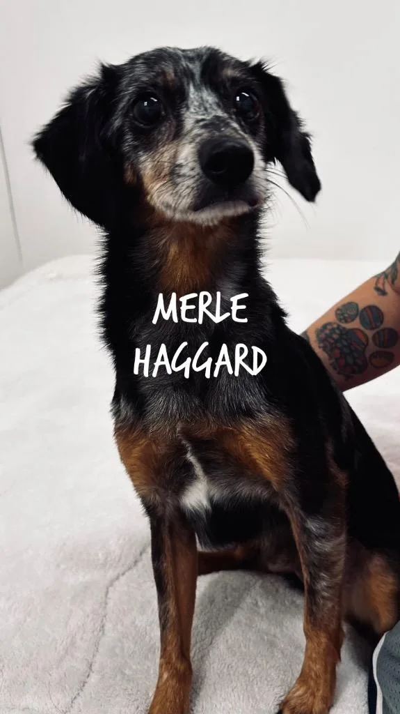 Merle Haggard
