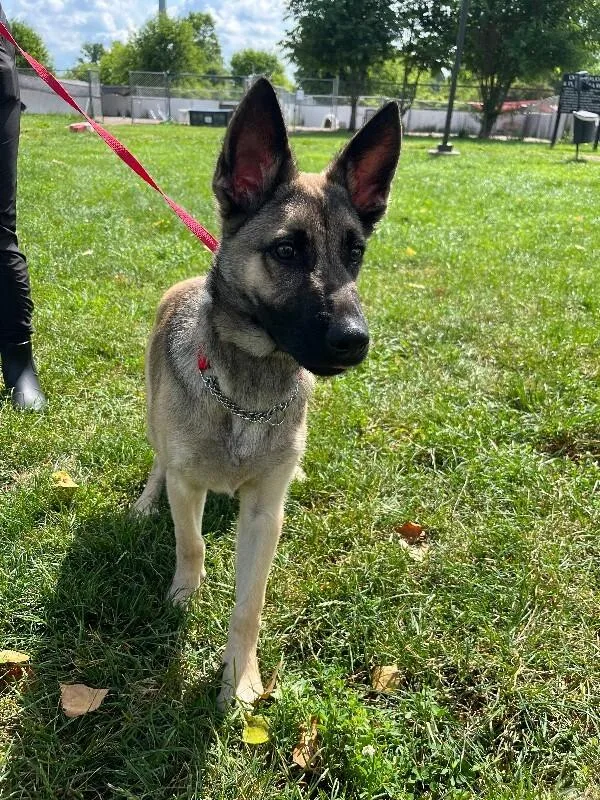 A baby medium-sized male Brown / Chocolate German Shepherd Dog dog named Atlas for adoption in Elyria, OH