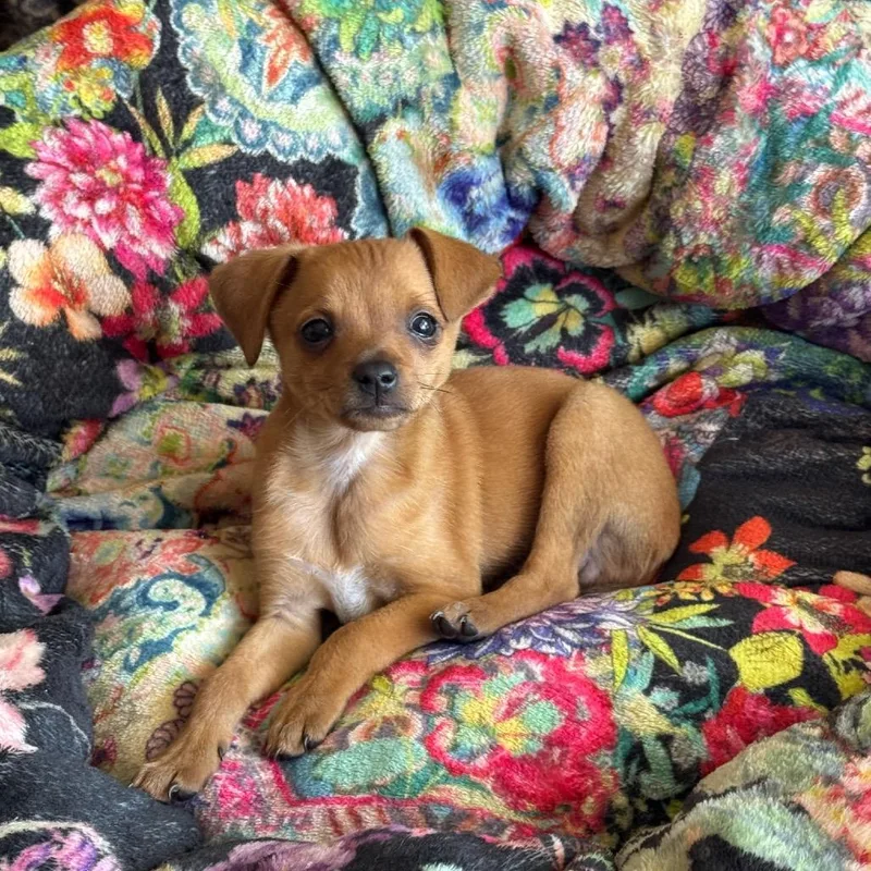 A baby small-sized male Yellow / Tan / Blond / Fawn Mixed Breed dog named Biscuit for adoption in Point Richmond, CA