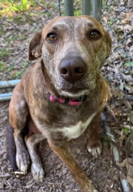 An adult medium-sized female Brindle Whippet dog named Dixie Dos for adoption in Andover, MA