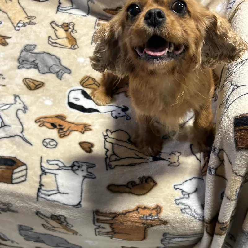An adult small-sized female Cavalier King Charles Spaniel dog named Ronda for adoption in Antwerp, OH