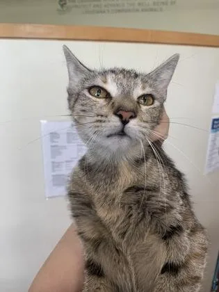 An adult small-sized female Domestic Short Hair cat named Gidget for adoption in New Orleans, LA
