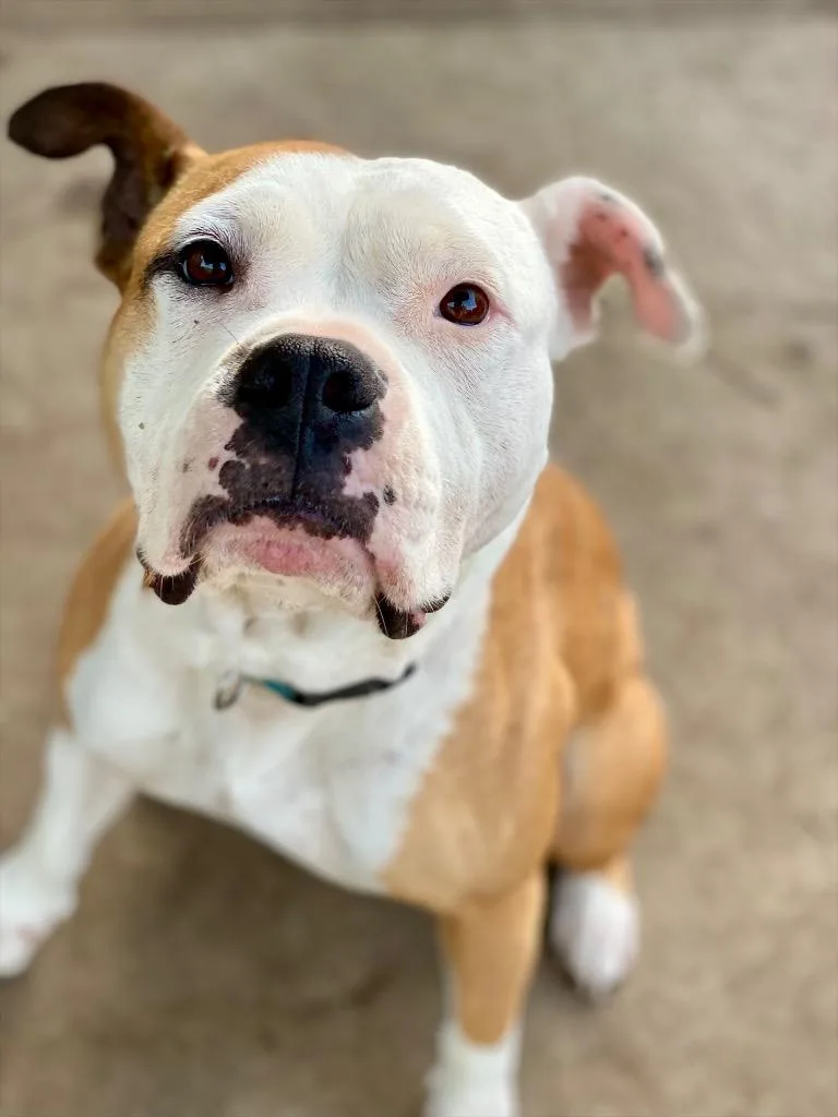An adult large-sized female American Bulldog dog named Winnie for adoption in Urbandale, IA