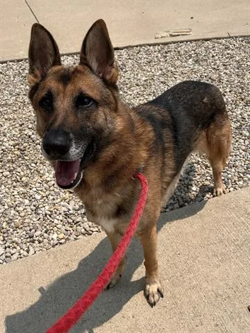 An adult large-sized male German Shepherd Dog dog named Littles for adoption in Dayton, OH