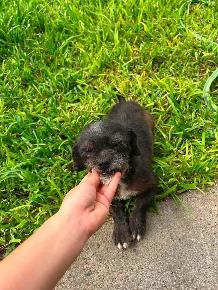 A young small-sized female Terrier dog named Birdie for adoption in New York, NY
