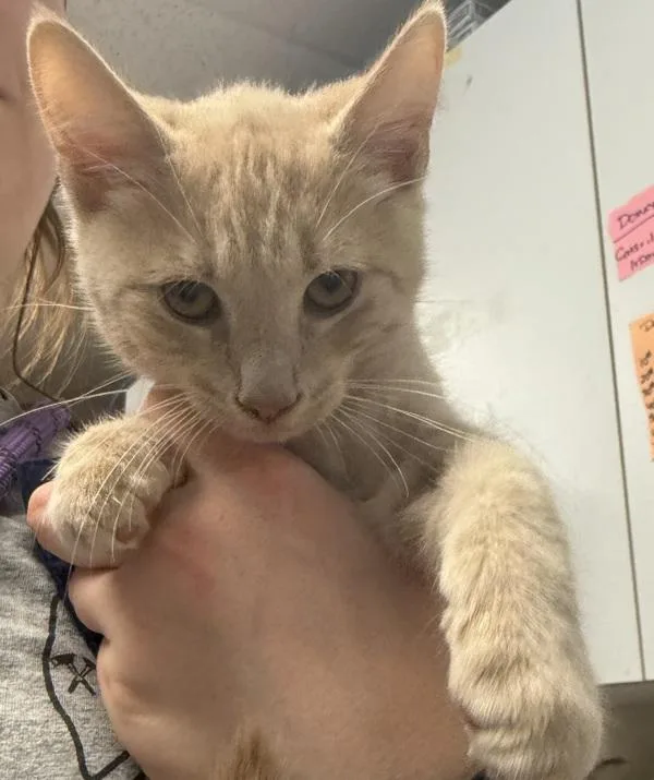 A baby small-sized male Domestic Short Hair cat named Mac Miller for adoption in Salisbury, MD