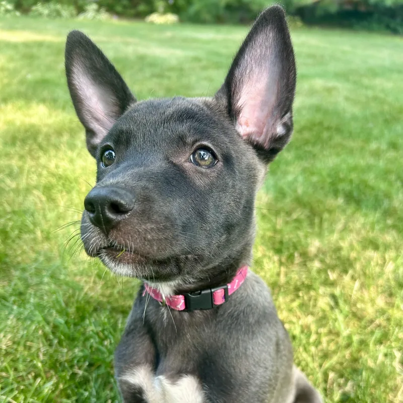 A baby medium-sized female Tricolor (Brown, Black, & White) German Shepherd Dog dog named Rosemary for adoption in Libertyville, IL