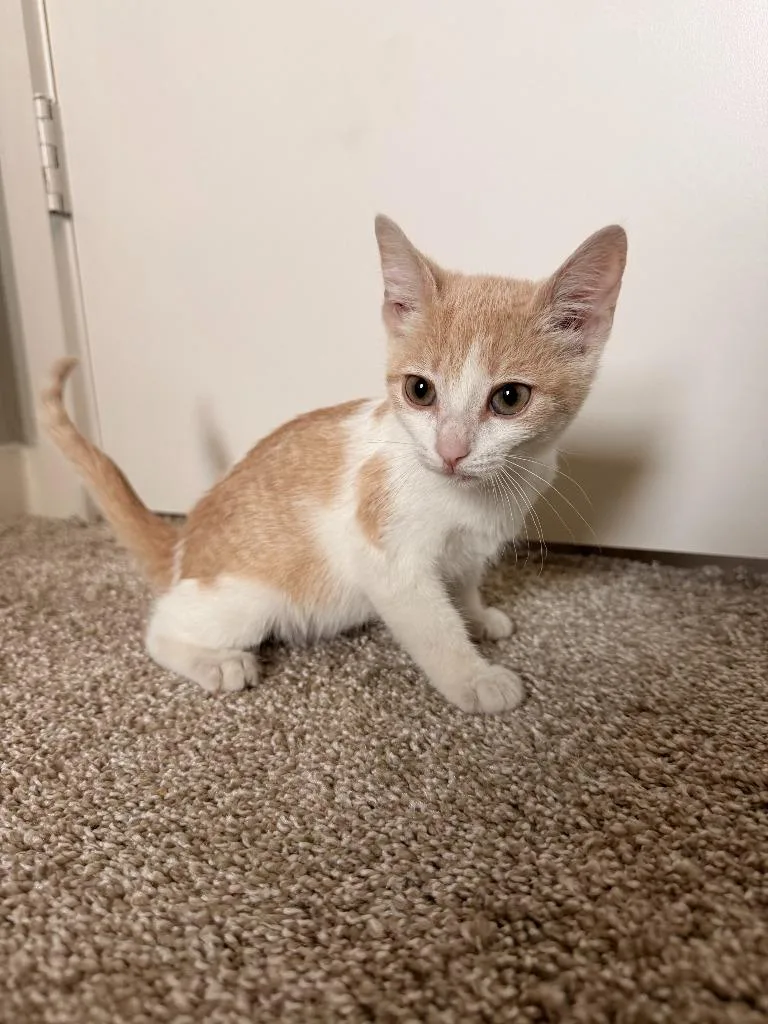 A baby medium-sized female Domestic Short Hair cat named Suki for adoption in San Antonio, TX