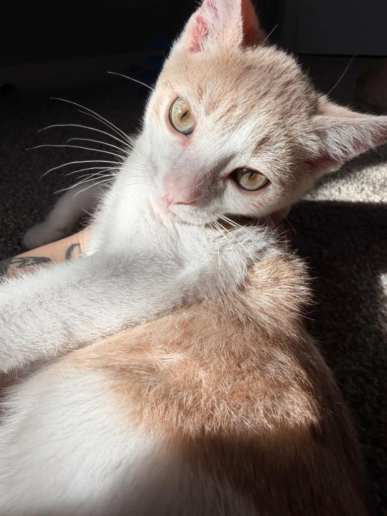 Suki thumbnail 2