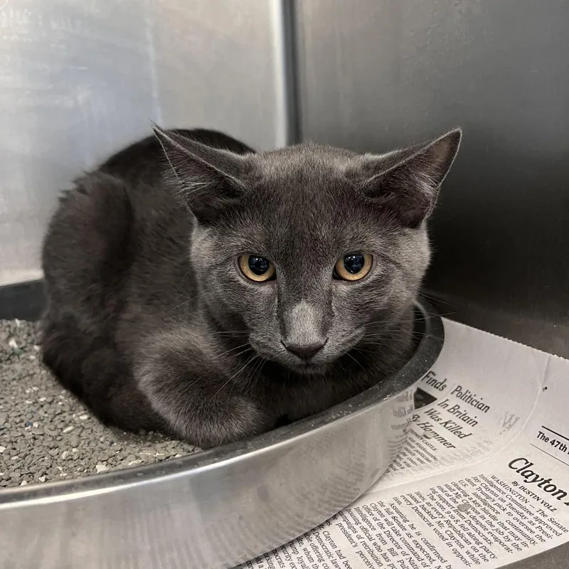 A baby medium-sized male Gray / Blue / Silver Domestic Short Hair cat named Polka for adoption in Brockton, MA