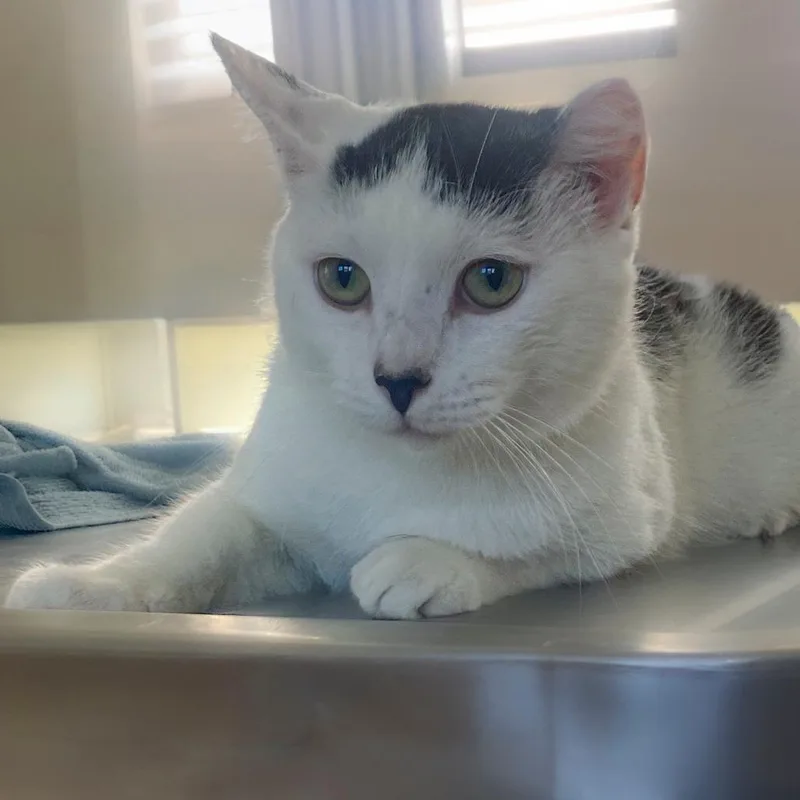 A young medium-sized male Black Domestic Short Hair cat named Tippy for adoption in Chapel Hill, NC