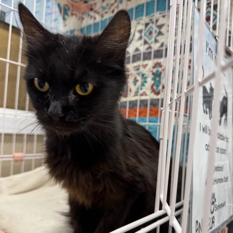 An adult medium-sized female Domestic Medium Hair cat named Angela for adoption in Medford, OR