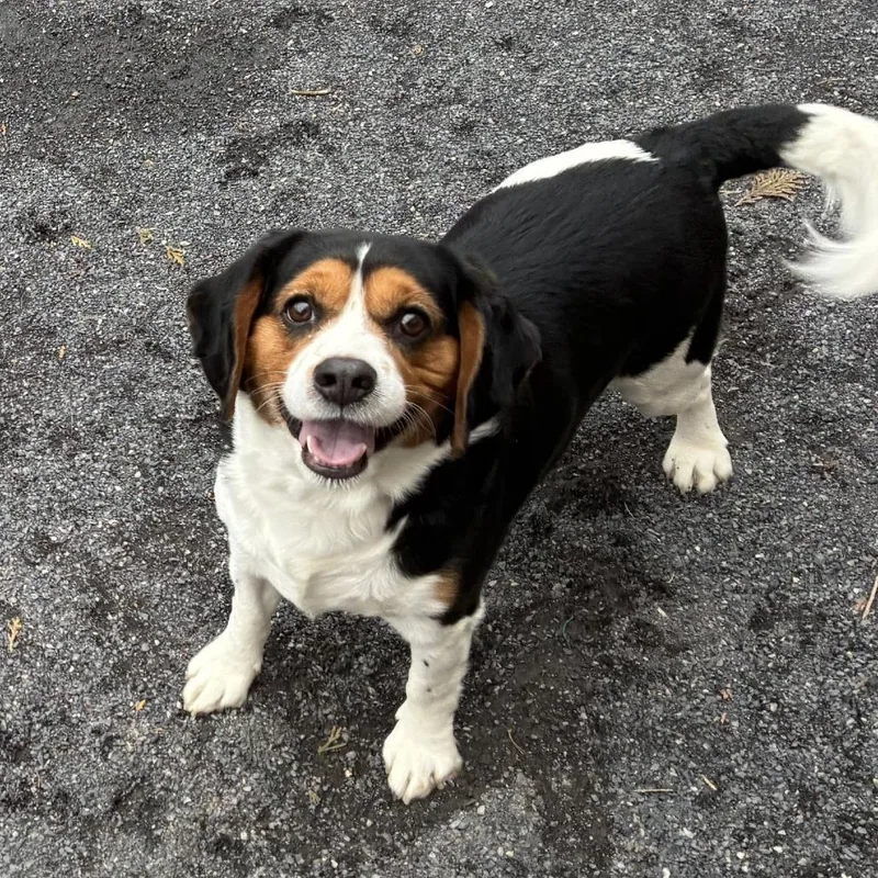 An adult medium-sized male White / Cream Beagle dog named Jeronimo for adoption in Quakertown, PA