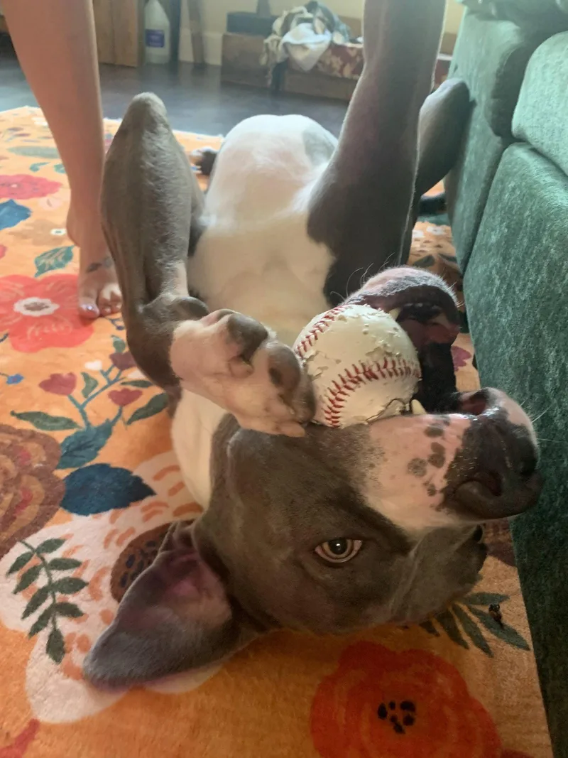 An adult large-sized male American Bulldog dog named Butler for adoption in Herndon, VA