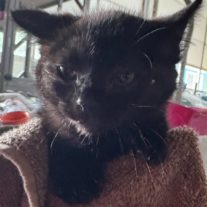 A baby small-sized female Black Domestic Short Hair cat named Black Bear for adoption in Ferndale, WA