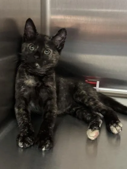 A baby medium-sized female Brown / Chocolate Domestic Short Hair cat named Muffin for adoption in Tinley Park, IL