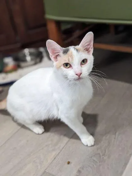 A baby small-sized female Domestic Short Hair cat named Lucille for adoption in Westland, MI