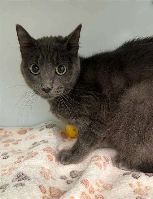 A young small-sized female Domestic Short Hair cat named Stormie for adoption in Peoria, IL