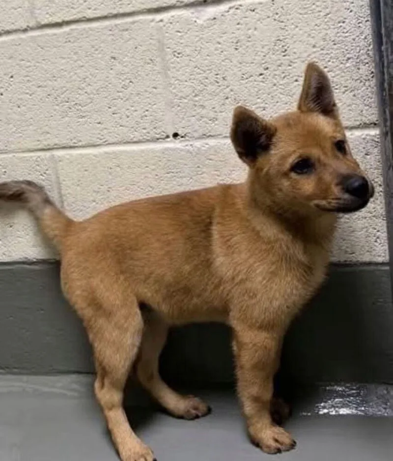 A baby medium-sized female Labrador Retriever dog named Bumblebee for adoption in Statesville, NC