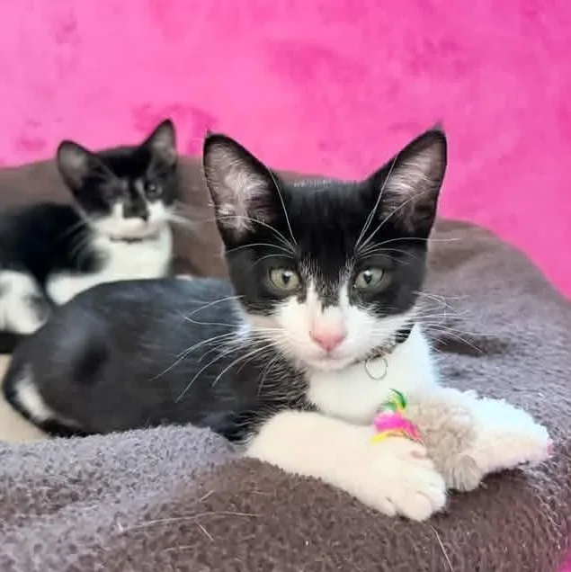 A baby medium-sized female Black & White / Tuxedo Tuxedo cat named Juno for adoption in Kentwood, MI
