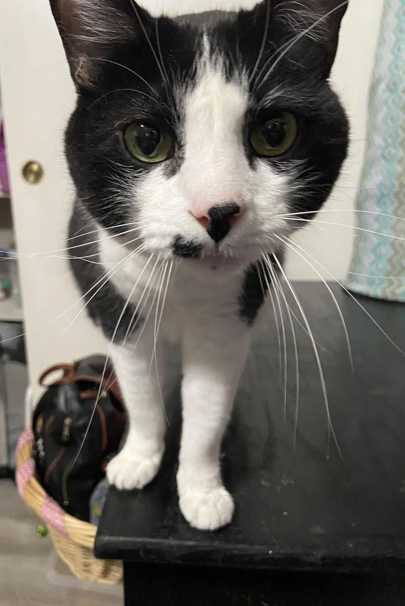 A young medium-sized male Black & White / Tuxedo Domestic Short Hair cat named Ace for adoption in Vacaville, CA