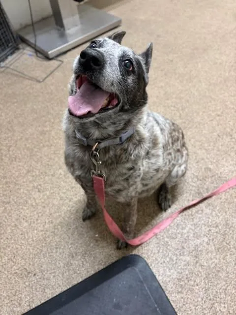 An adult medium-sized female Gray / Blue / Silver Lancashire Heeler dog named Olive for adoption in Fruit Heights, UT