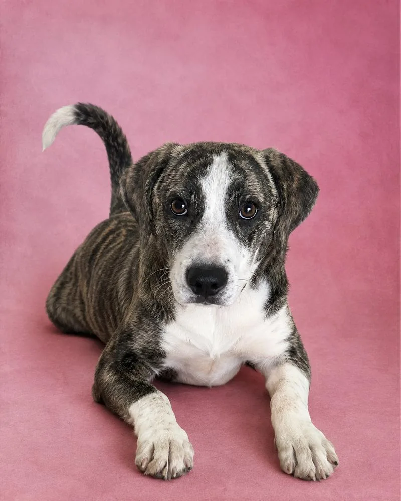 A baby medium-sized female Hound dog named Casey for adoption in Horn Lake, MS