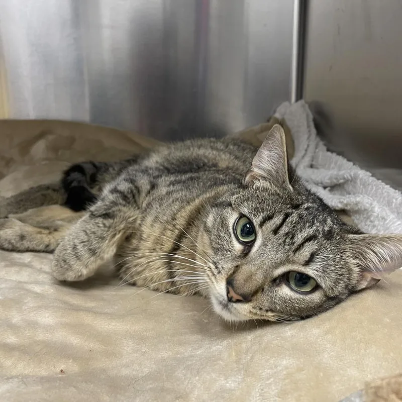 A young medium-sized male Brown / Chocolate Domestic Short Hair cat named Felix for adoption in New York, NY