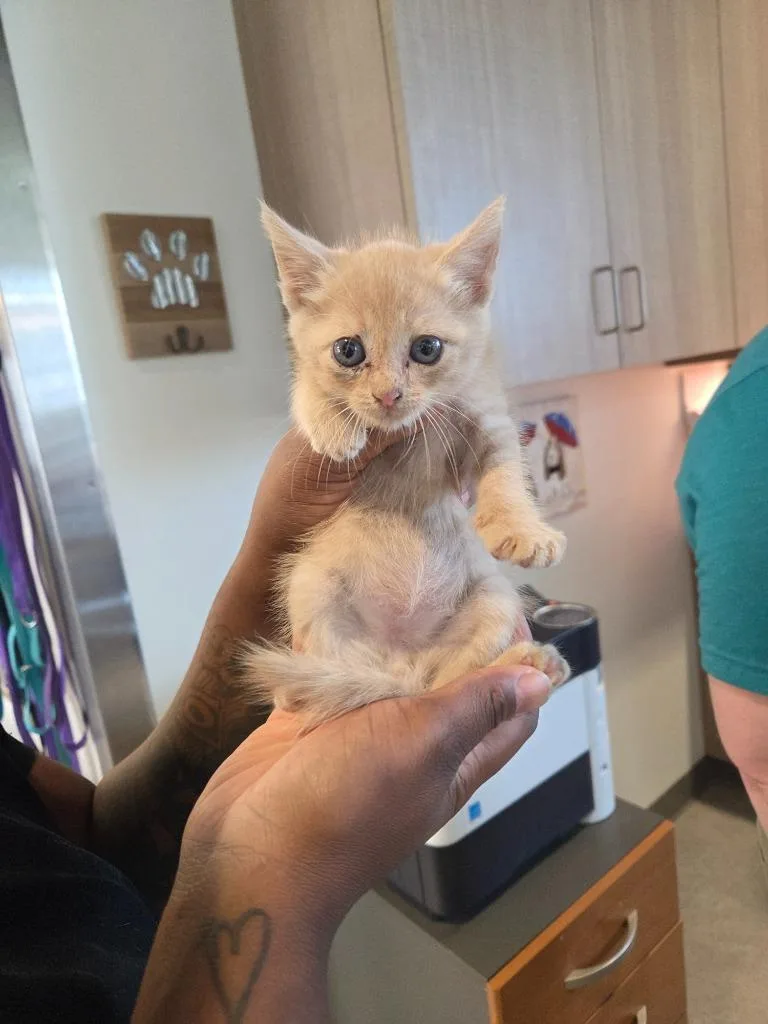 A baby small-sized male Domestic Short Hair cat named Brantley for adoption in Bossier City, LA