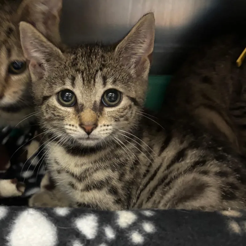 A baby small-sized female Brown / Chocolate Domestic Short Hair cat named Caboose for adoption in Springfield, MA